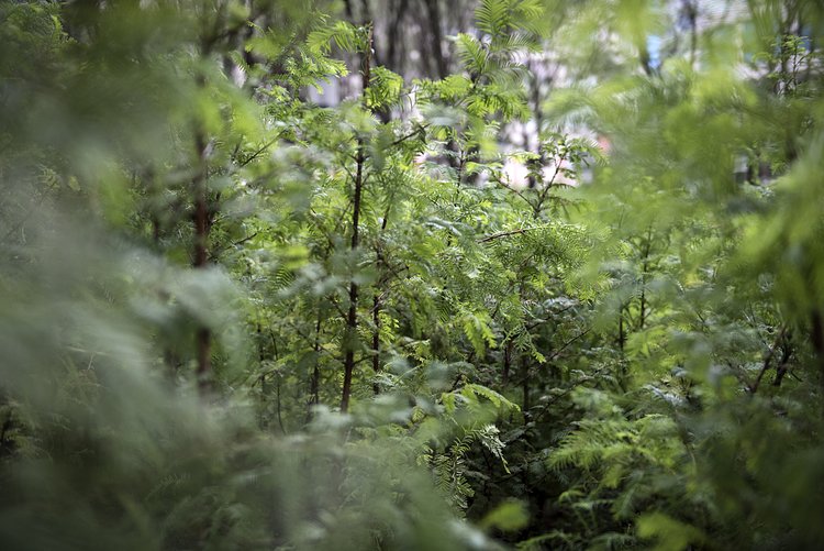 Lost Man Creek, Spencer Finch, 2016