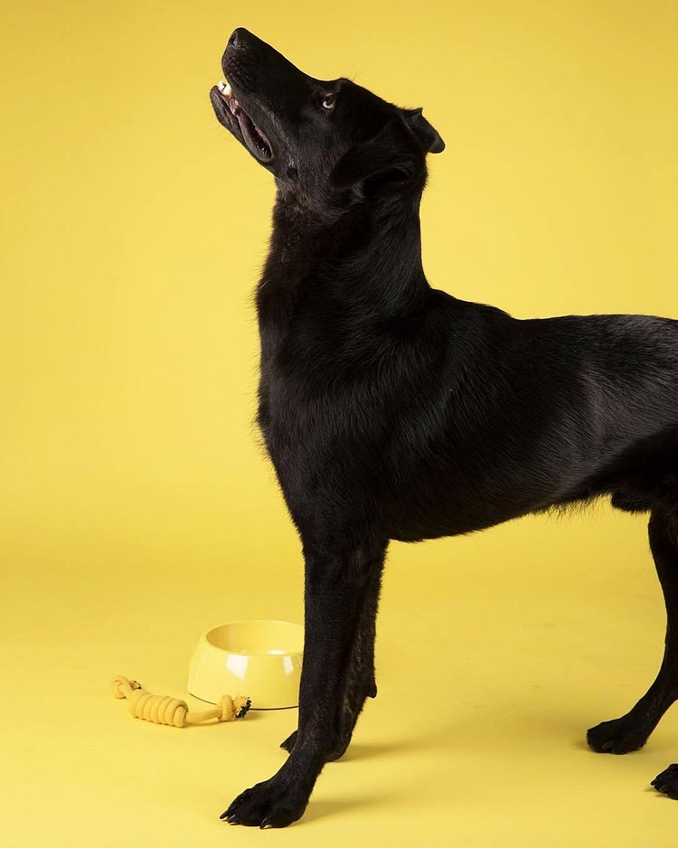 “What did you say⁉️ 8 immersive rooms for me and my pals to play in❓You’re the best‼️” #humansbf 📸: Bart from @nycscr 🐾