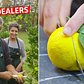 How Bhumi Growers Deals Yuzu and Rare Citrus to Michelin-Starred Restaurants — Vendors