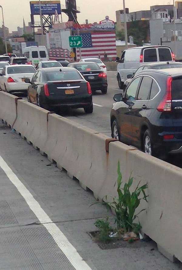 Aww shucks: Botanists say the plant growing on the shoulder of the Brooklyn–Queens Expressway is probably corn.