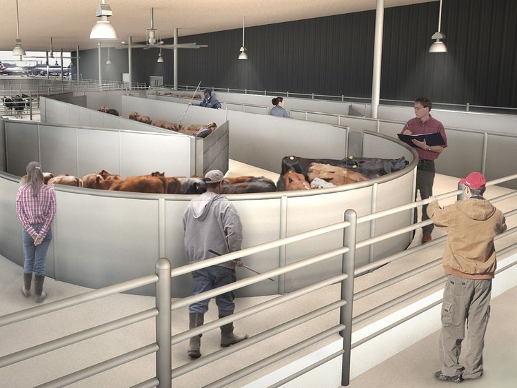 This undated artist rendering courtesy of ARK Development shows a cattle handling area at a new luxury terminal planned for NYC's JFK Airport.