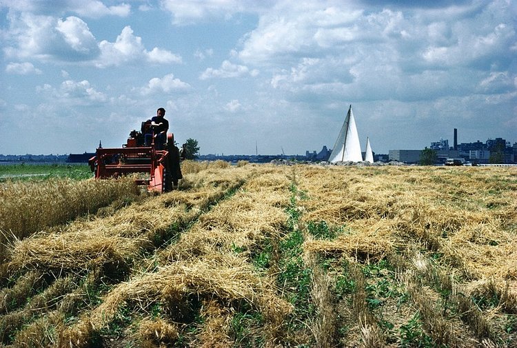 Harvest with sailboat