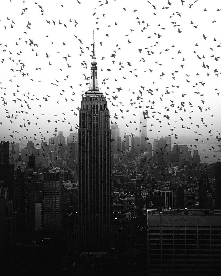 Birds and Empire State Building, Midtown, Manhattan
