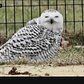 Extremely Rare Snowy Owl Spotted In Central Park