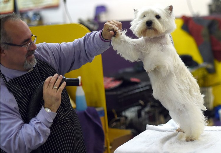 A West Highland White Terrier in the benching area in the second day of competition at the Westminster show, February 17, 2015.