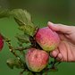 Picking Apples