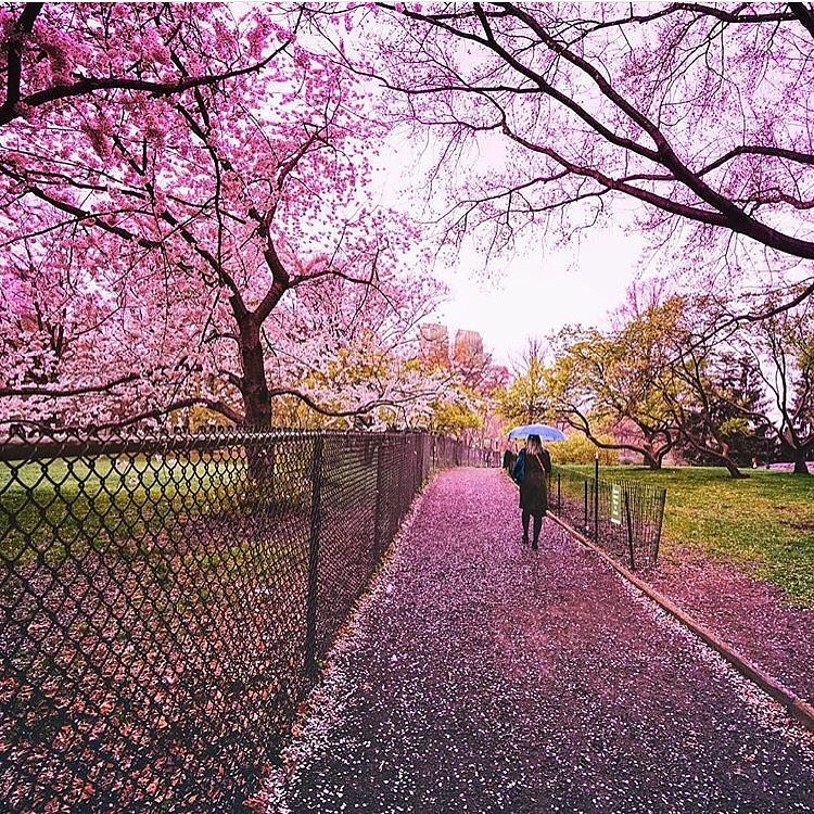 Oh @travelinglens  how I love your feed! 😍 spring is definitely here 🌸🌸🌸 #newyorkster
