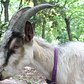 Prospect Park Goats