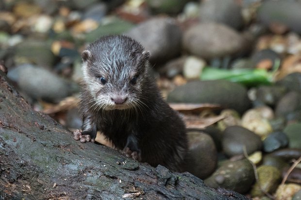Monty, Bronx Zoo's New Baby Otter