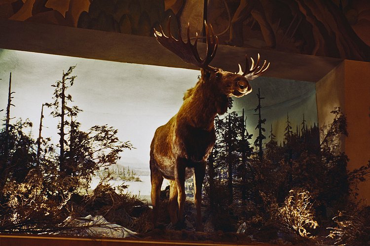 A stuffed moose in the Canadian Pavilion.