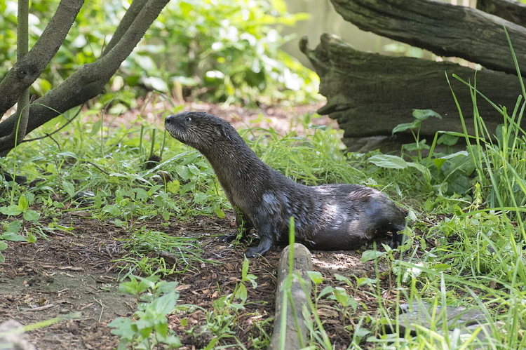 North American River Otter Pup Debuts at WCS’s Prospect Park Zoo
