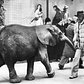 March 1980: “Please keep walking and react to the elephant,” instructed the man with the megaphone who trailed the creature; apparently, it was for a film. But if this picture is any indication, it seems the window mannequins were more reactive than your average New Yorker, right, who just wanted to get where he was going.“