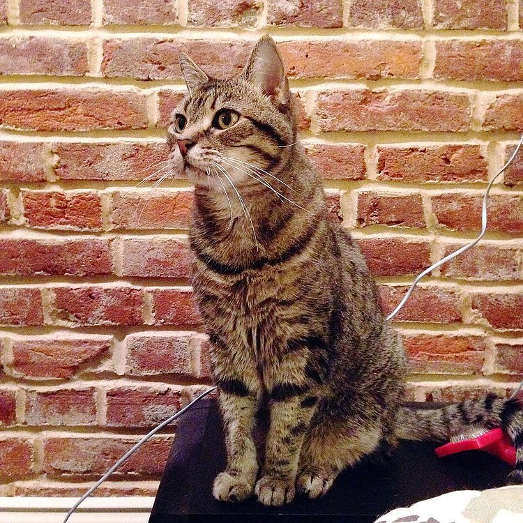 “It’s easy to feel invincible when you’ve been given nine chances to live. But knowing you have a few extra shots can make you a bit reckless. I was jumping rooftops for most of my first seven lives. That’s not something I’d do in lives eight and nine. I’m just more appreciative of my time here.”
- Ronda, Washington Heights