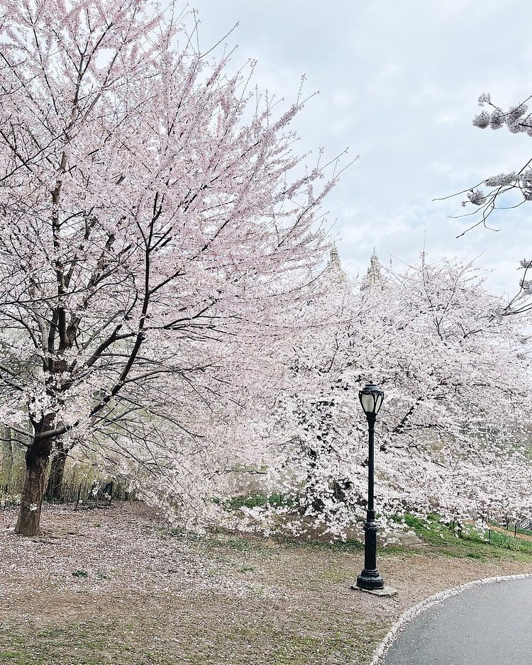 Central Park, Manhattan