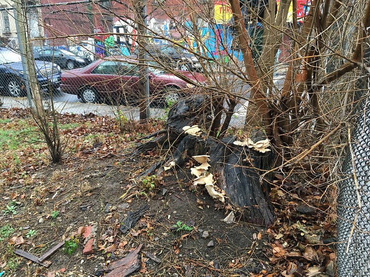 Oysters-- December 2015