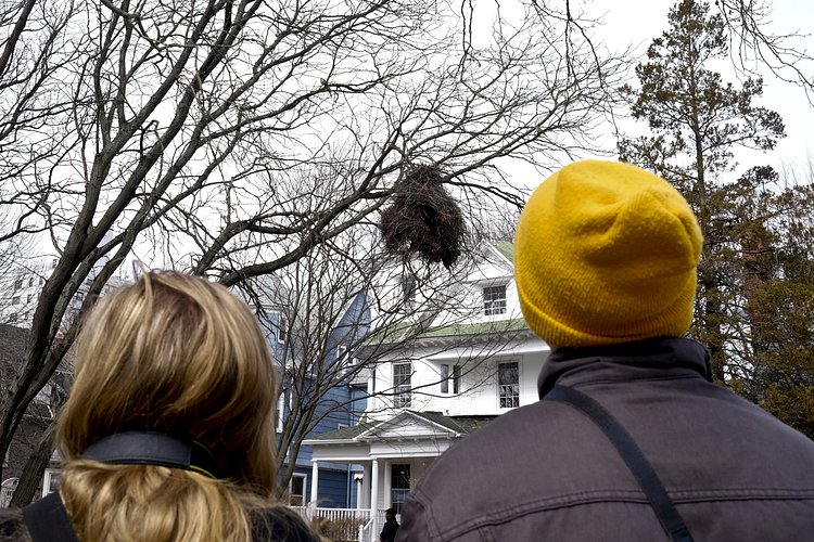 Bird watchers look up towards a large parrot nest. Nests can be between five to ten degrees warmer than the external environment.