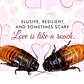 Elusive, Resilient, and Sometimes Scary. Love is Like a Roach.