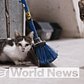 Combating the Problem of 500K Feral Cats in NYC