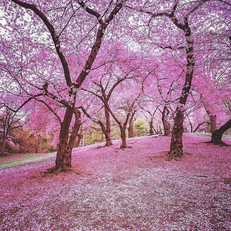 Photo via @travelinglens 
#viewingnyc