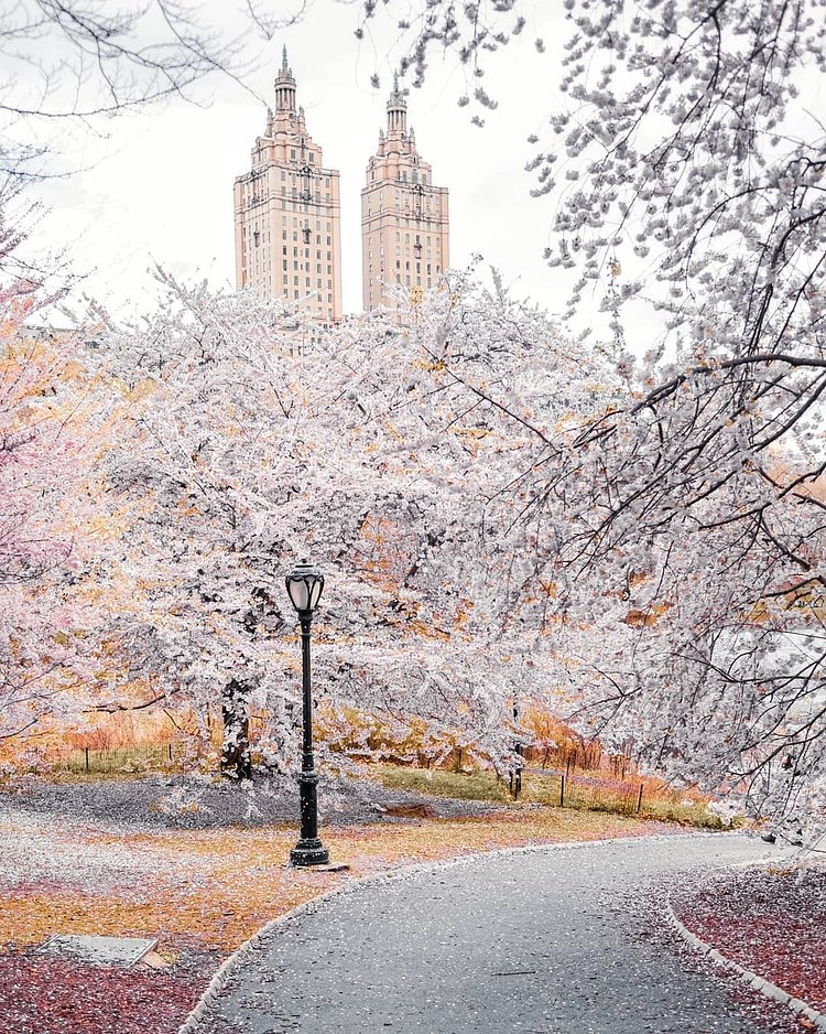Spring Bloom in Central Park