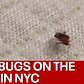 Bed bugs on the rise in New York City