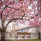 Cherry Walk, Roosevelt Island, New York