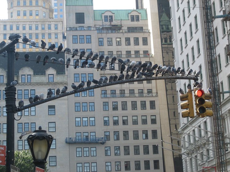 These birds pooped on lots spectators