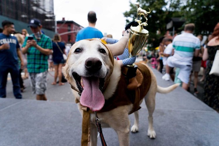 Top dog Trigger knows a classic costume is always cute.