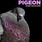The New York Pigeon: Behind the Feathers