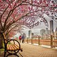Cherry Walk, Roosevelt Island, Manahttan