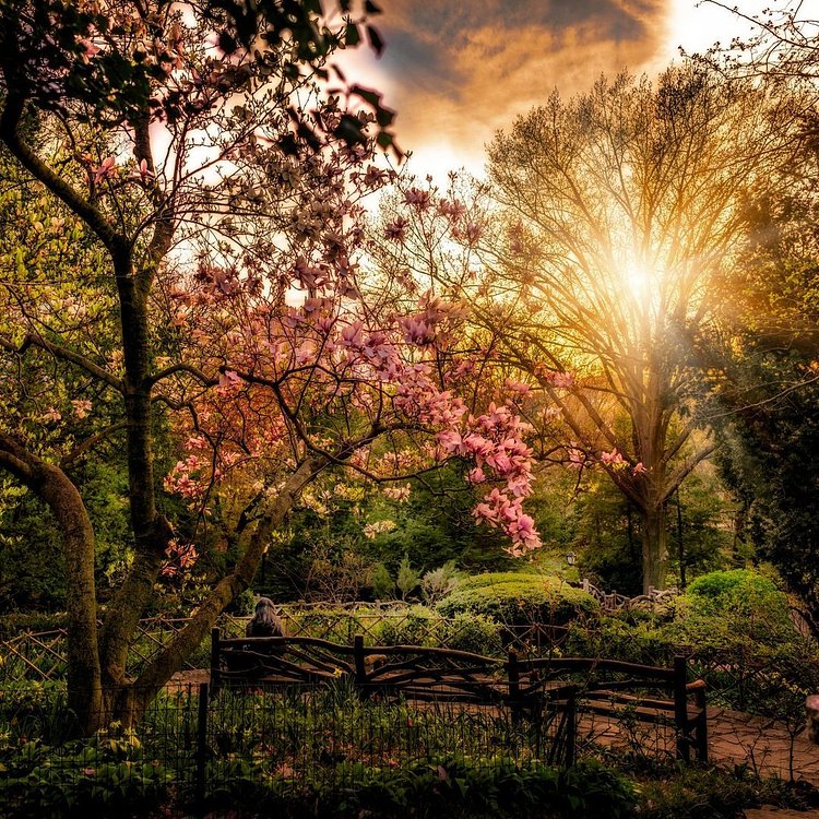 Shakespeare's Garden, Central Park
