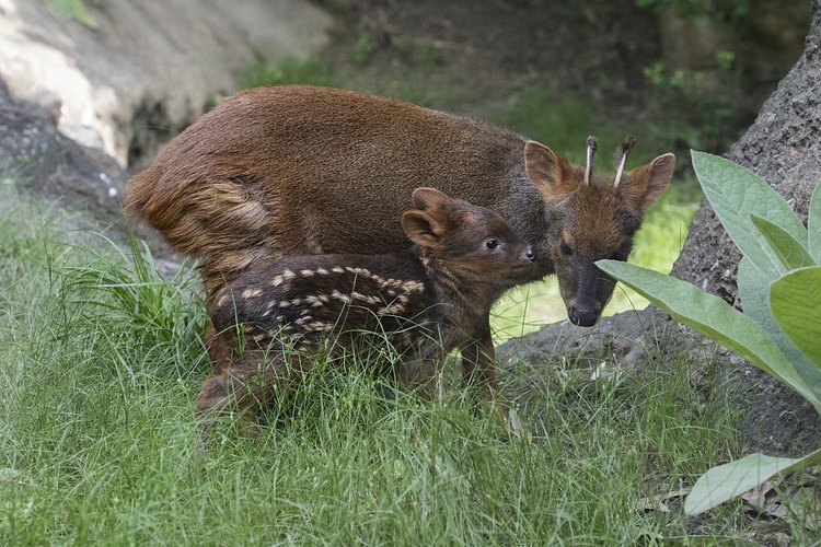 WCS’s Queens Zoo Welcomes Pudu Fawn