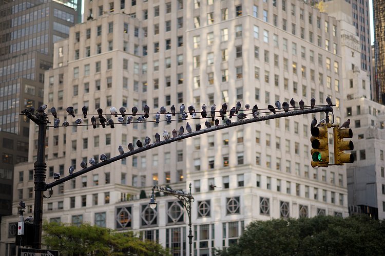 Fifth Avenue -- November 22, 2016