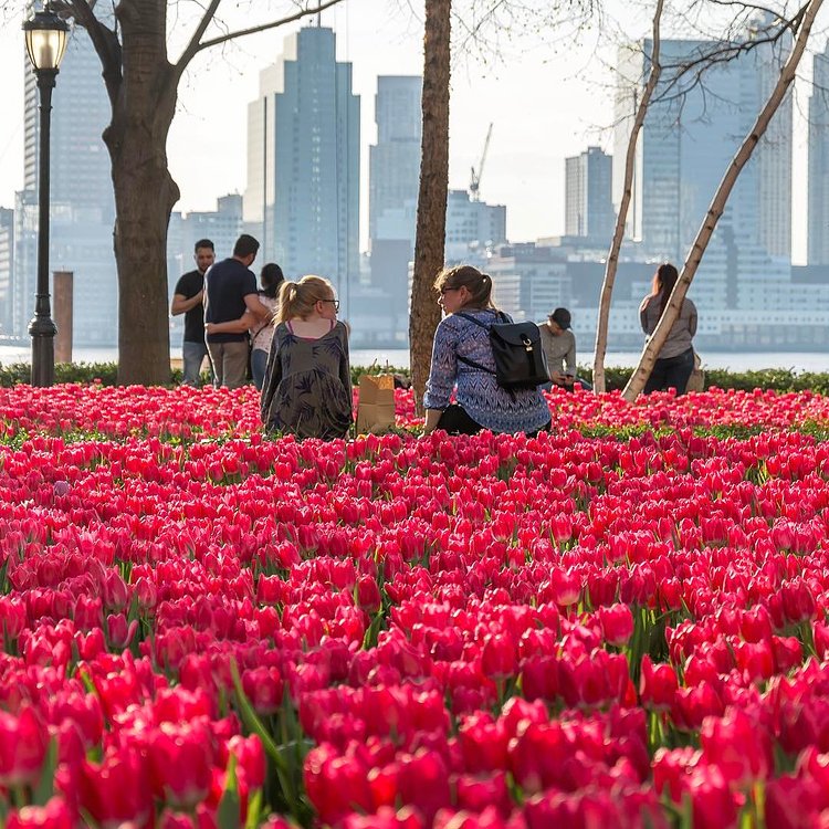 Tulip garden outside Brookfield Place, a destination for shopping, dining, arts and events in Lower Manhattan.