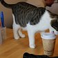 Go Inside NYC's First Permanent Cat Cafe!