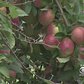 Prime Time For Apple Picking In New York