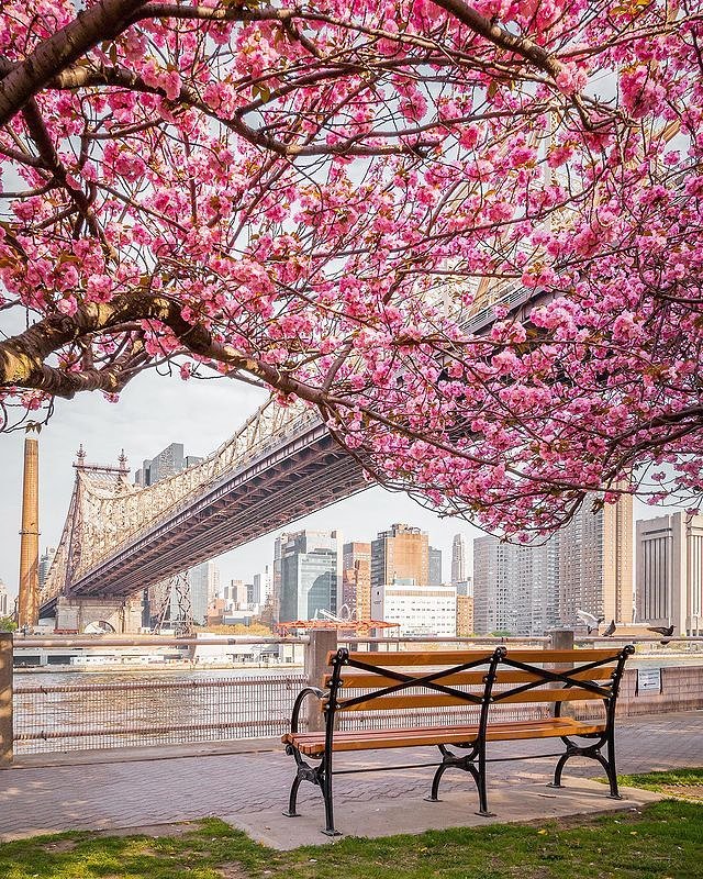 Cherry Walk, Roosevelt Island, New York
