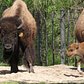 Bison Calves on Exhibit | Bronx Zoo