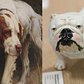 Museum of the Dog returns to NYC after 32 years | In Our Backyard