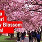 Cherry Blossom Festival at the Brooklyn Botanic Gardens