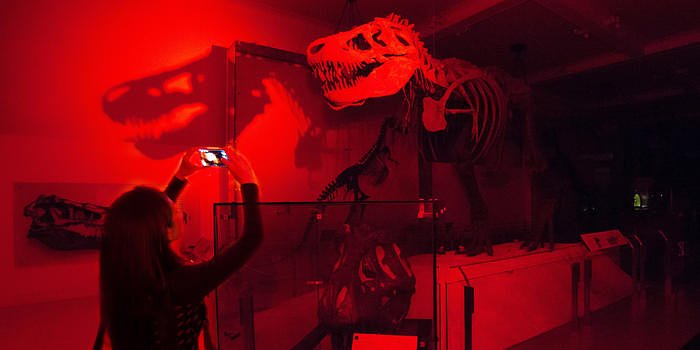 AMNH Sleepovers For Grown-Ups