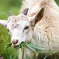 Kid goat eating grass