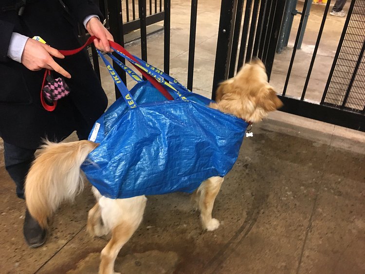 My wife just saw somebody complying with the rule about having your dog in a bag on the subways. https://t.co/0FofrfAjlf