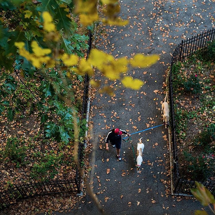Vera Torres, a dog walker with Manhattan Paws Walkers, strolled through Riverside Park in Manhattan earlier today. The @nytimes staff photographer @heislerphoto, who was in Harlem on #nytassignment, headed to the park to capture New Yorkers embracing an unseasonably warm November day. #nytfoliage #🍂