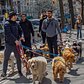 Dog Walkers, Upper East Side, Manhattan