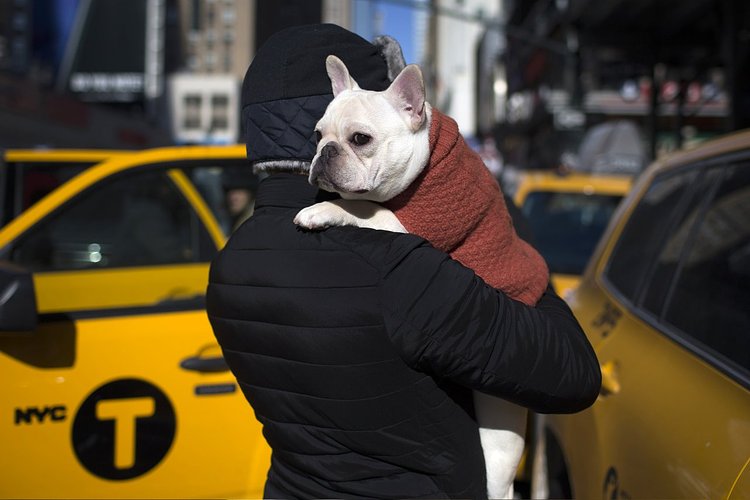 Luke, a French bulldog, is carried by his owner Paul, of New York City, outside New York's Pennsylvania Hotel ahead of the 139th Westminster Kennel Club Annual Dog Show in Manhattan, February 15, 2015.