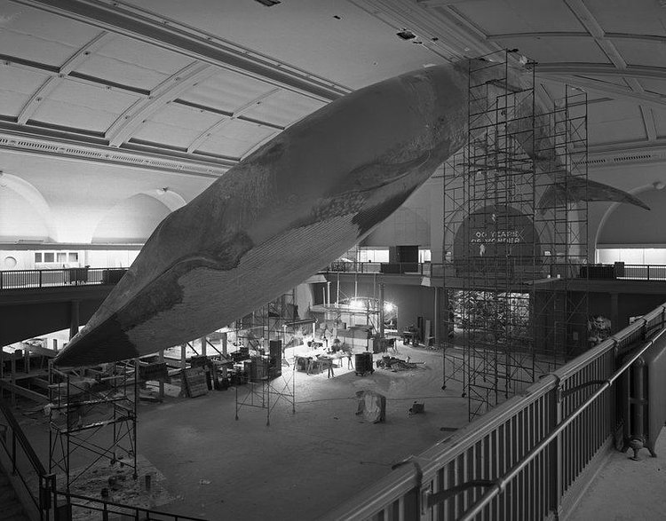 94-Foot Blue Whale Installation at the American Museum of Natural History, New York, New York, 1968