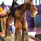 A Welsh Terrier stands on blocks during grooming in the benching area around Pier 92 and Pier 94 in New York City on the second day of competition at annual Westminster show, February 17, 2015.