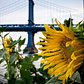 Brooklyn Bridge Park, DUMBO, New York