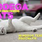 Bodega Cats In Their Own Words: Snowball of Windsor Terrace, Brooklyn